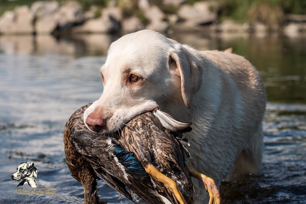 Labrador Retriever