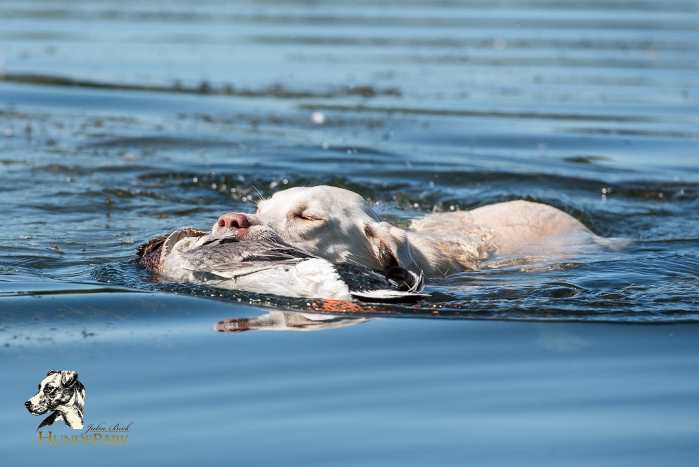 Labrador Retriever