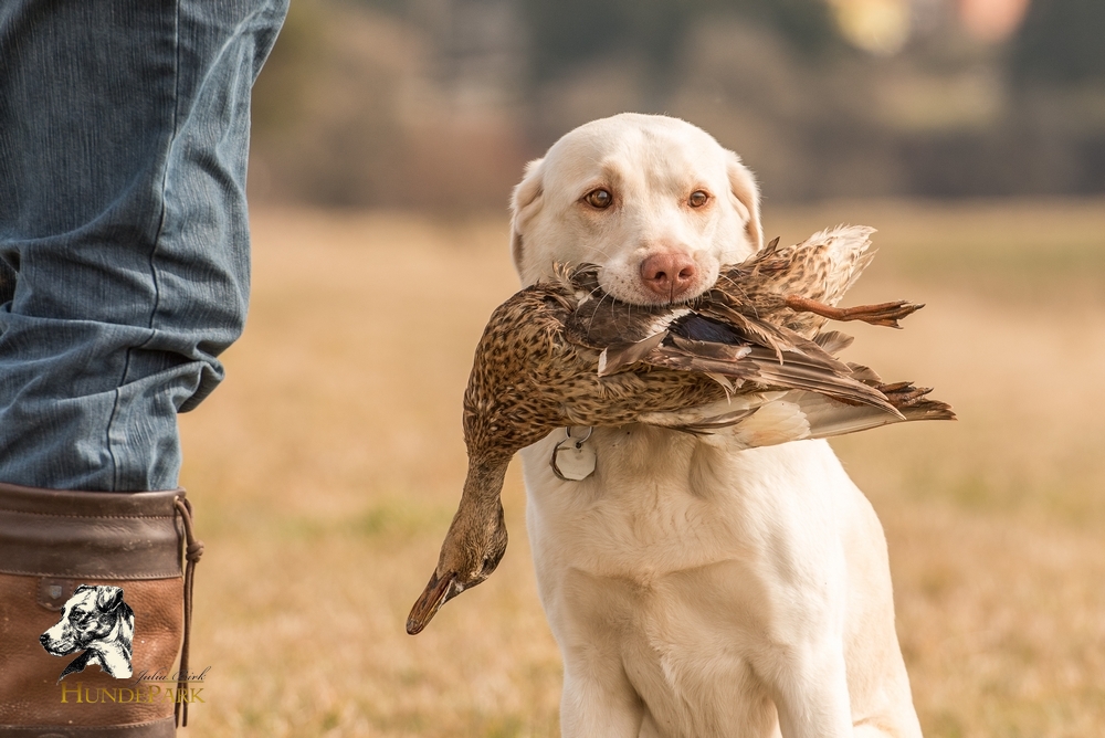 Labrador Retriever