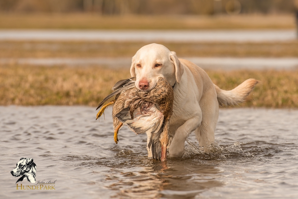 Labrador Retriever