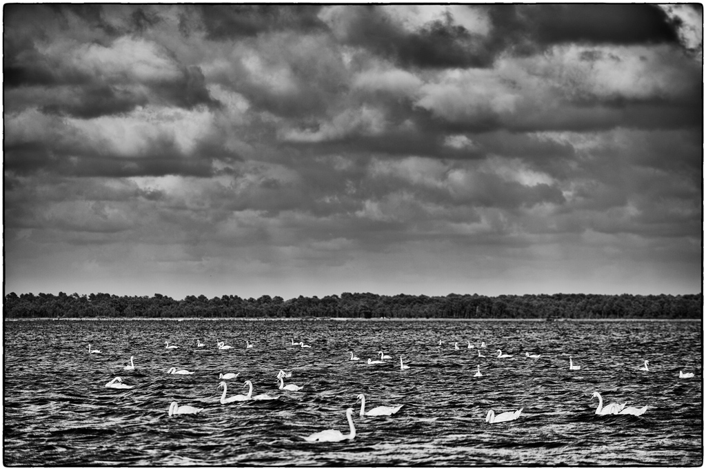 Lac PZ13409
