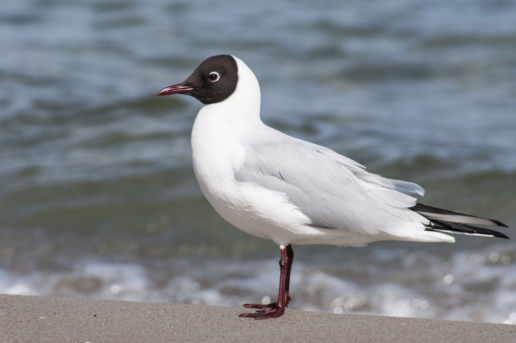 Lachmöwe auf Rügen