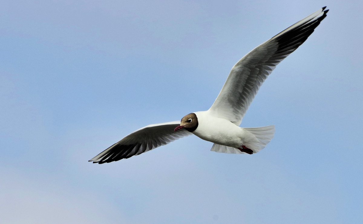 Lachmöwe im Anflug.jpg