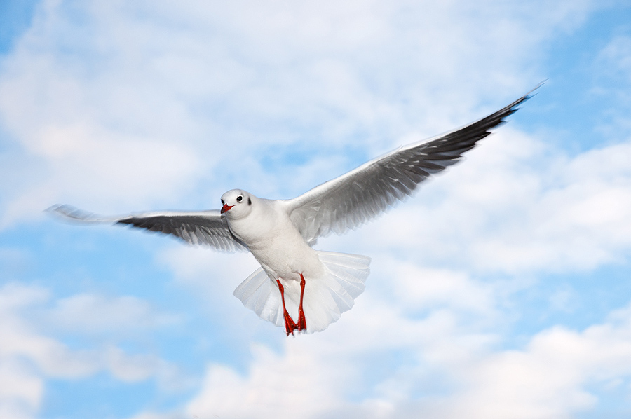 Lachmöwe im Flug