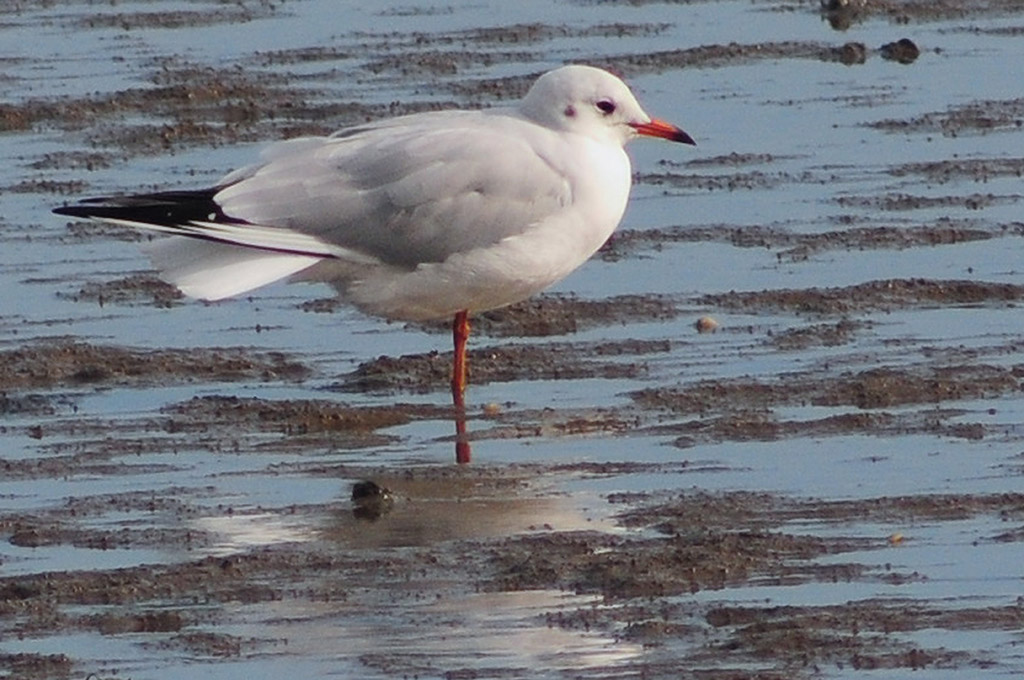 Lachmöwe im Watt vor Neuharlingersiel (D300 mit 500/5.6; MHX 5497A WA USMx)