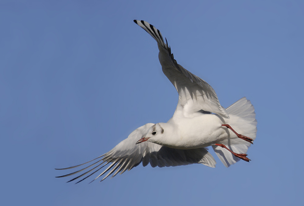 Lachmöwe (Larus ridibundus) im Winterkleid
