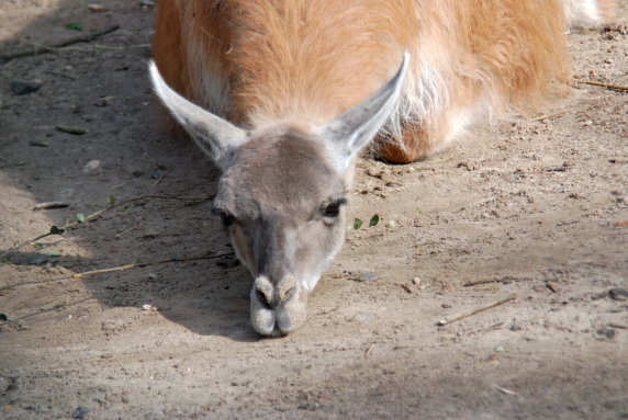 Lama Ganz Müde