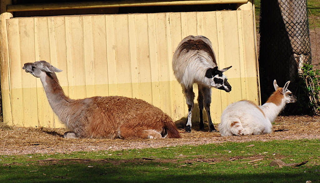 Lama trio