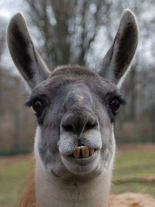 lama