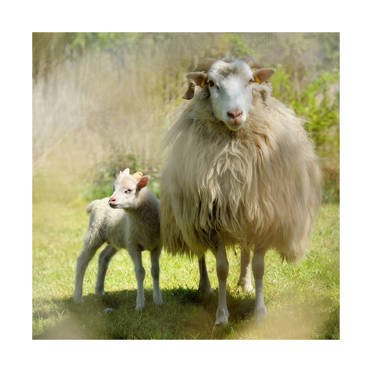 lamm1