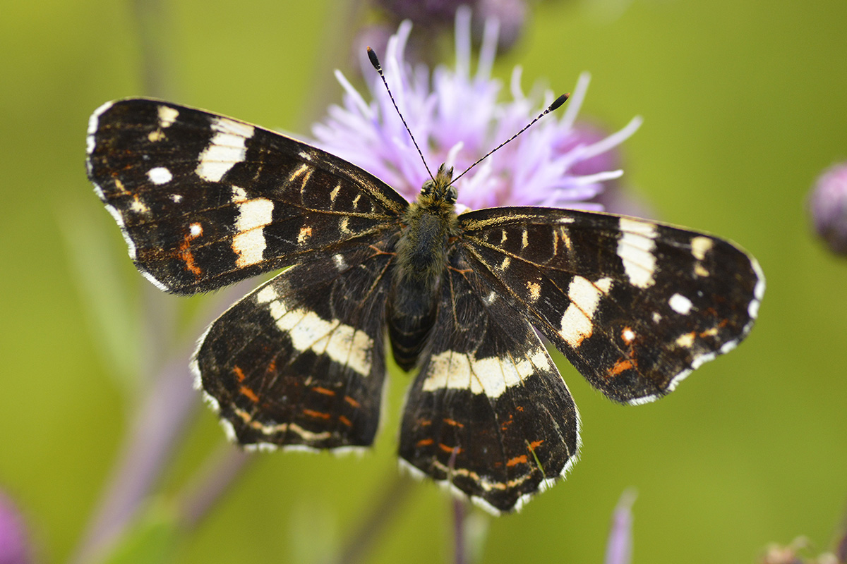 Landkärtchen Sommerform