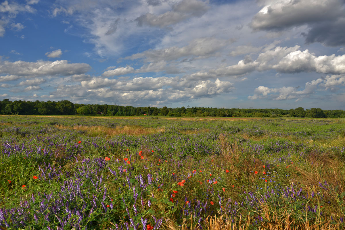 landschaft juli 2016