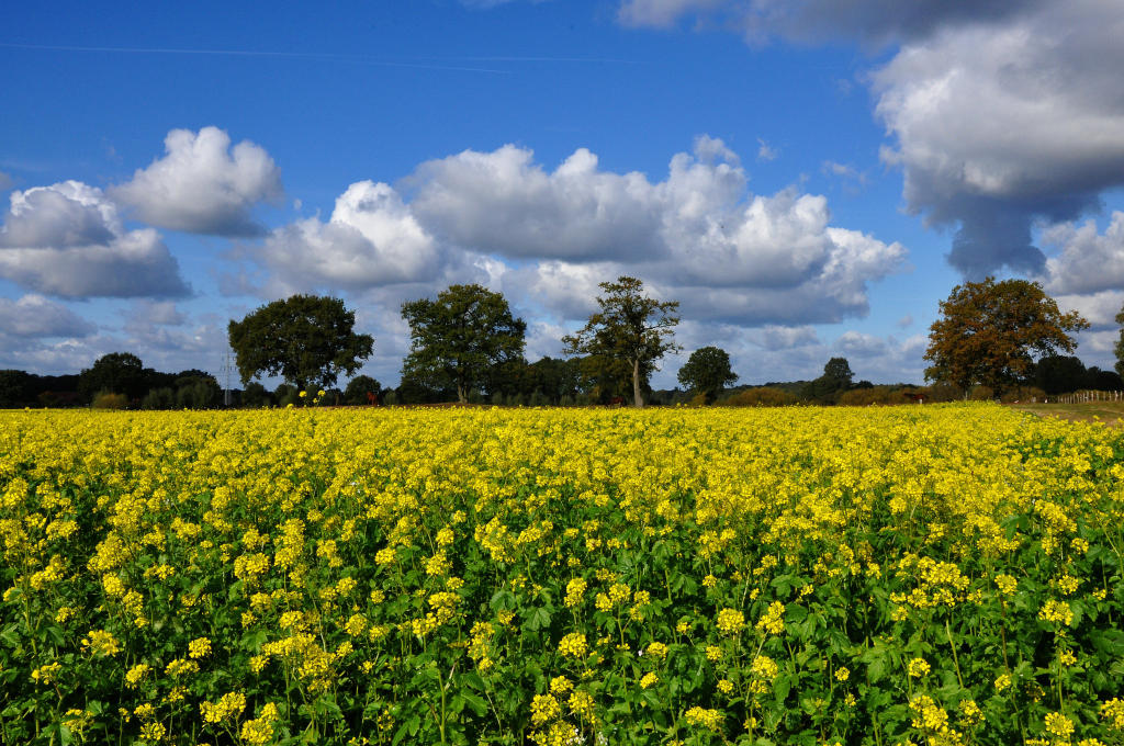 Landschaft