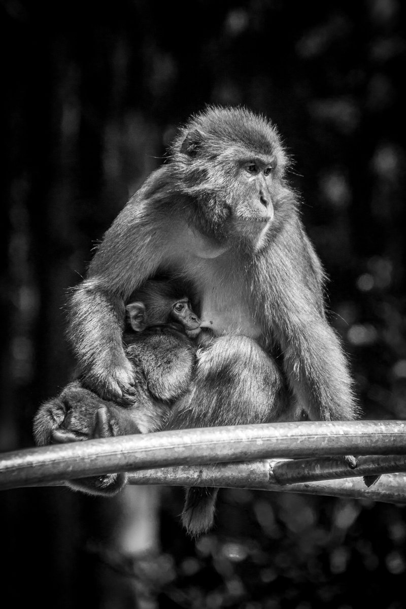Landskron Apes 3.jpg