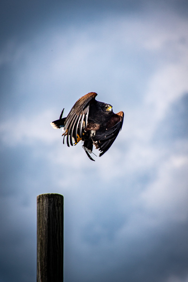 Landskron Eagles 2.jpg