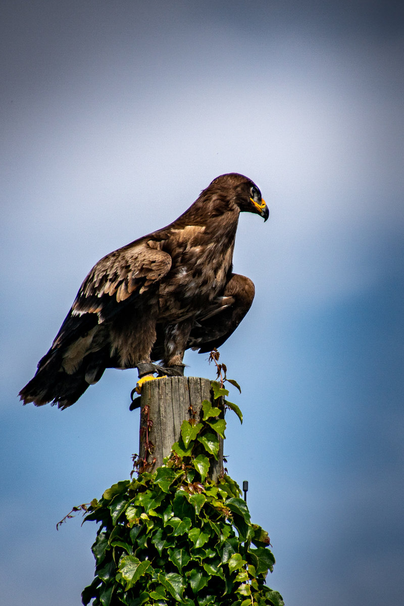 Landskron Eagles.jpg