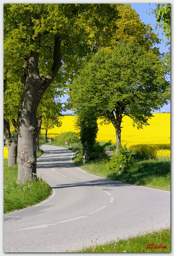 Landstraße in SH im Mai (Raps)