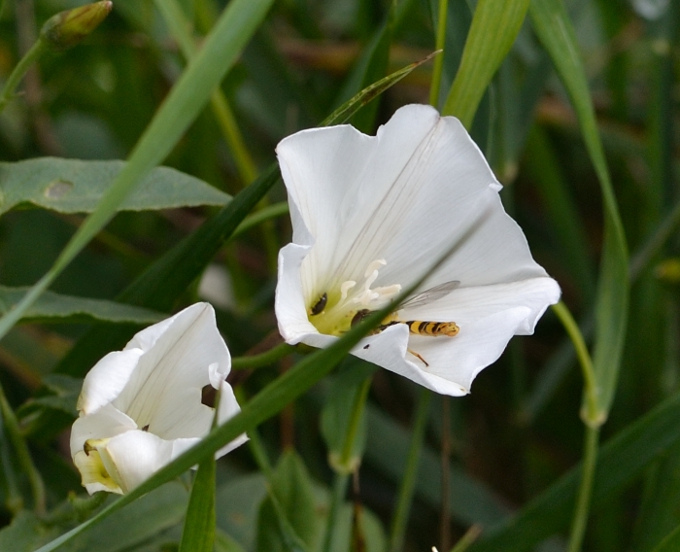 Langbauchschwebfliege