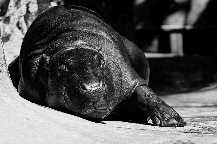 Langes Wochenende in Berlin  Zoo 060 verkl