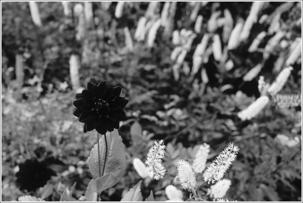 Lanhydrock7