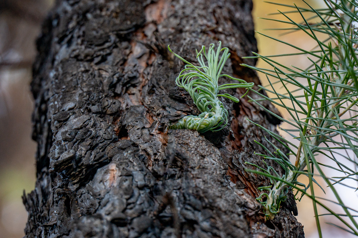LaPalma23_NZ6_5981.jpg