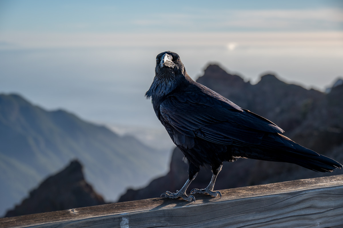 LaPalma23_NZ6_6689.jpg