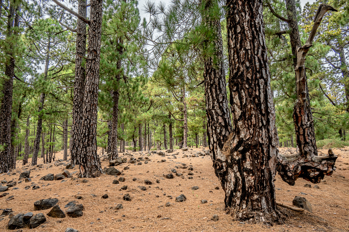 LaPalma23_NZ6_7944.jpg