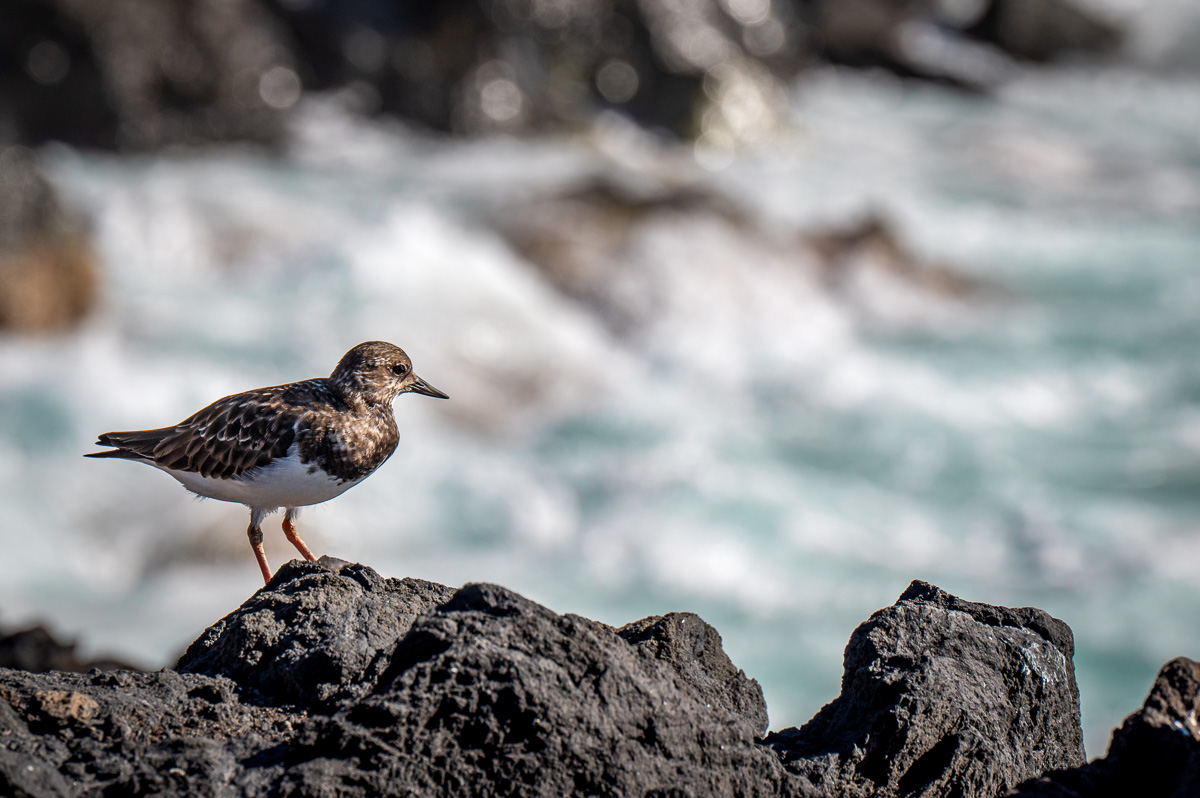LaPalma23_NZ6_9016.jpg