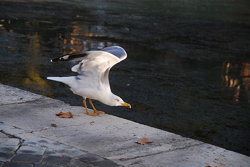 Larus Michahellis (Mittelmeermöve) am Tiber / Rom