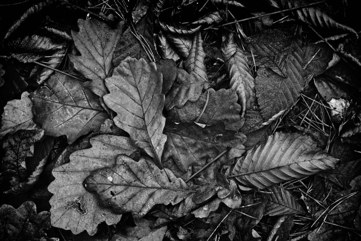 Laub am Waldboden 2 BW.jpg