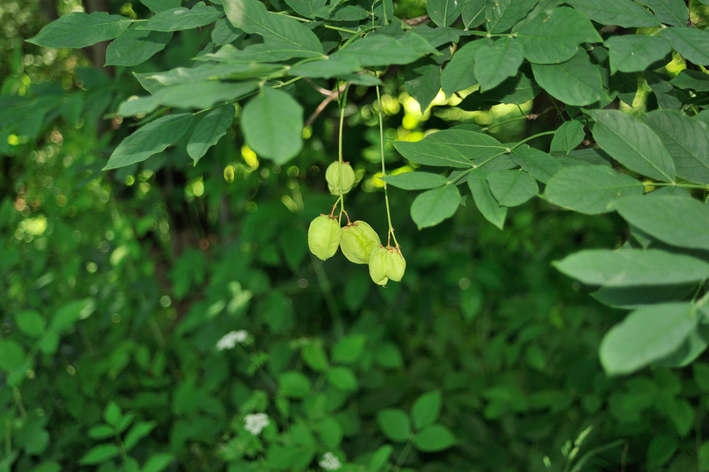 Laubbaum1