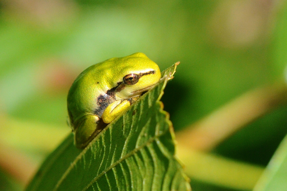 Laubfrosch 19.7.10