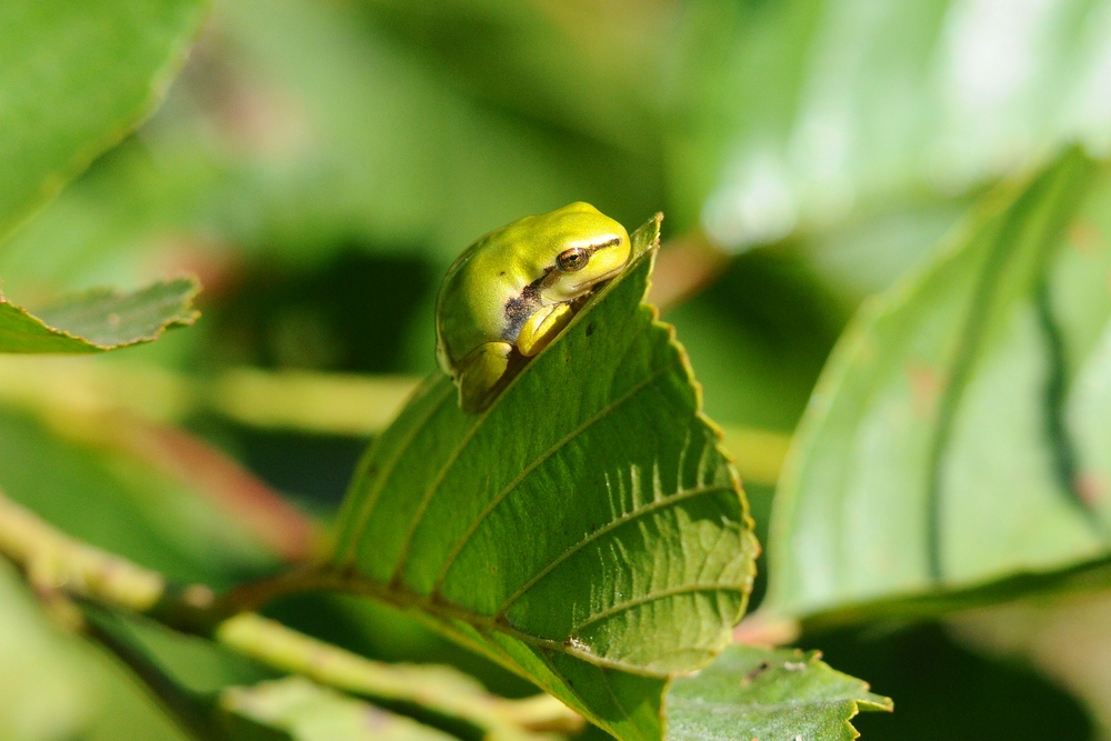Laubfrosch19.7.10