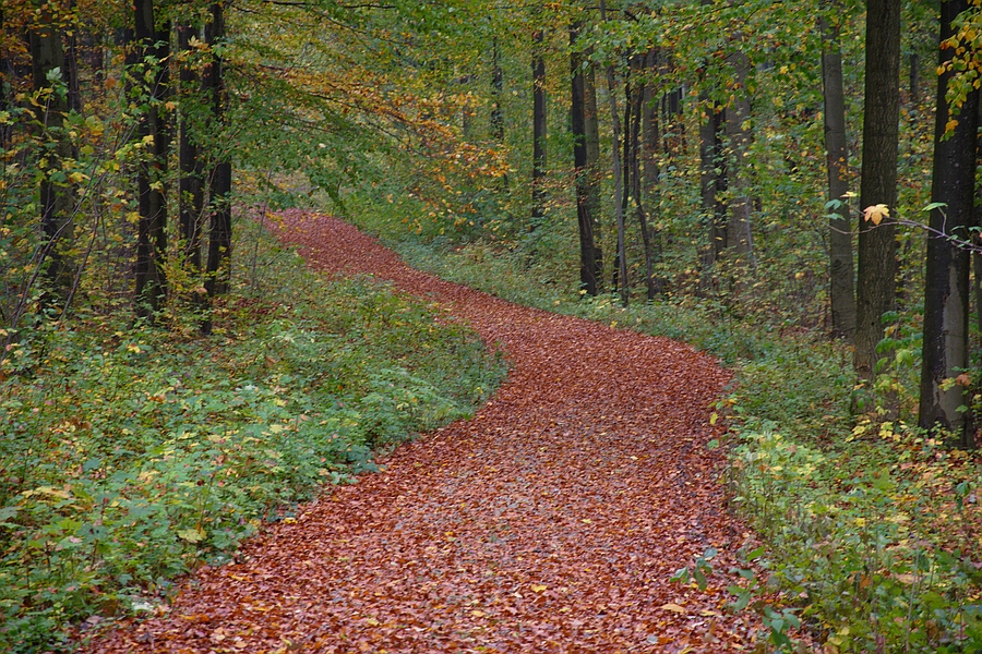 Laubweg