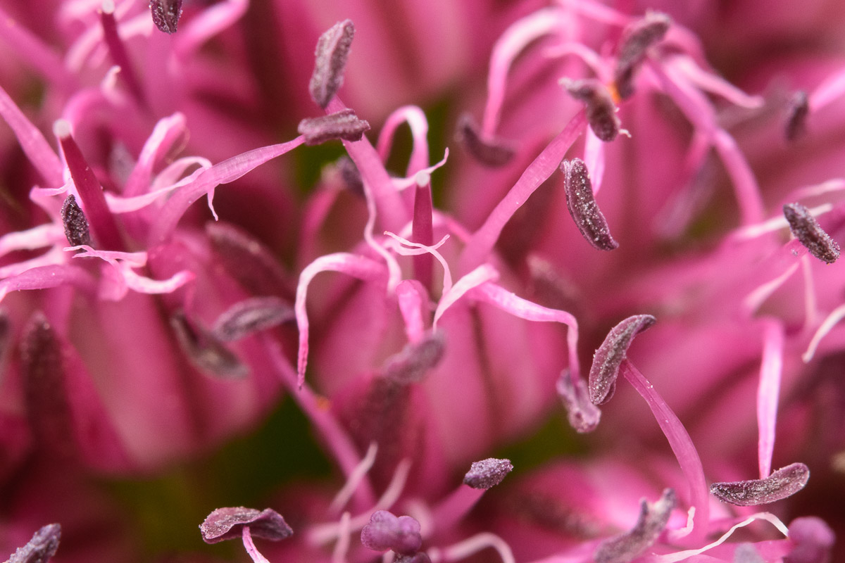 Lauchblüte