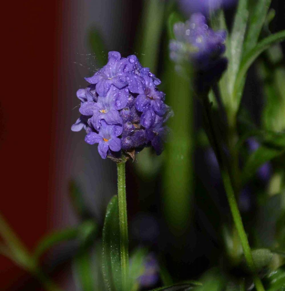 Lavendel 2