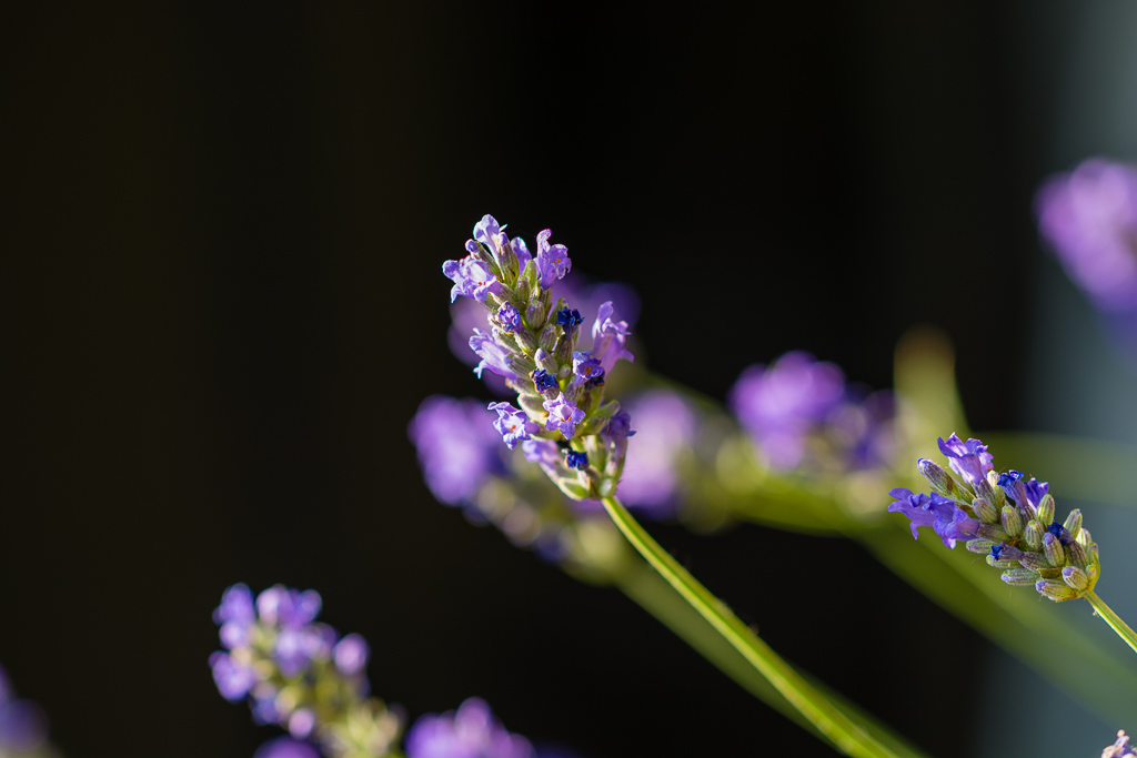 Lavendel 2