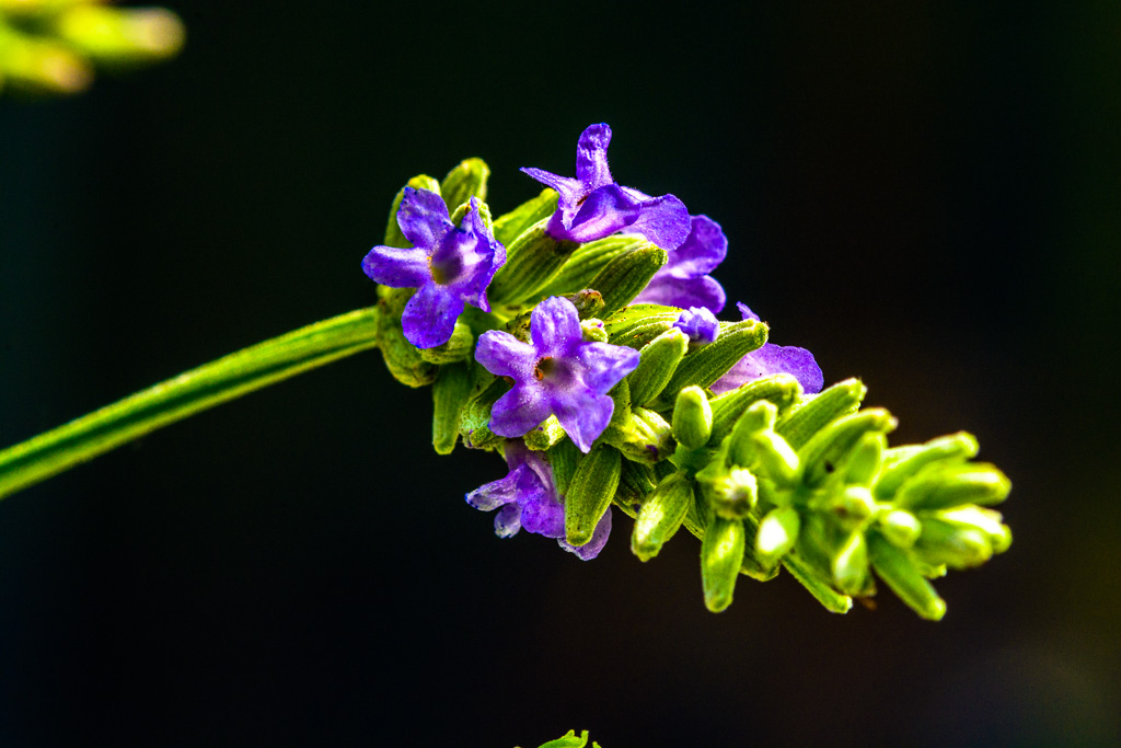Lavendel 3
