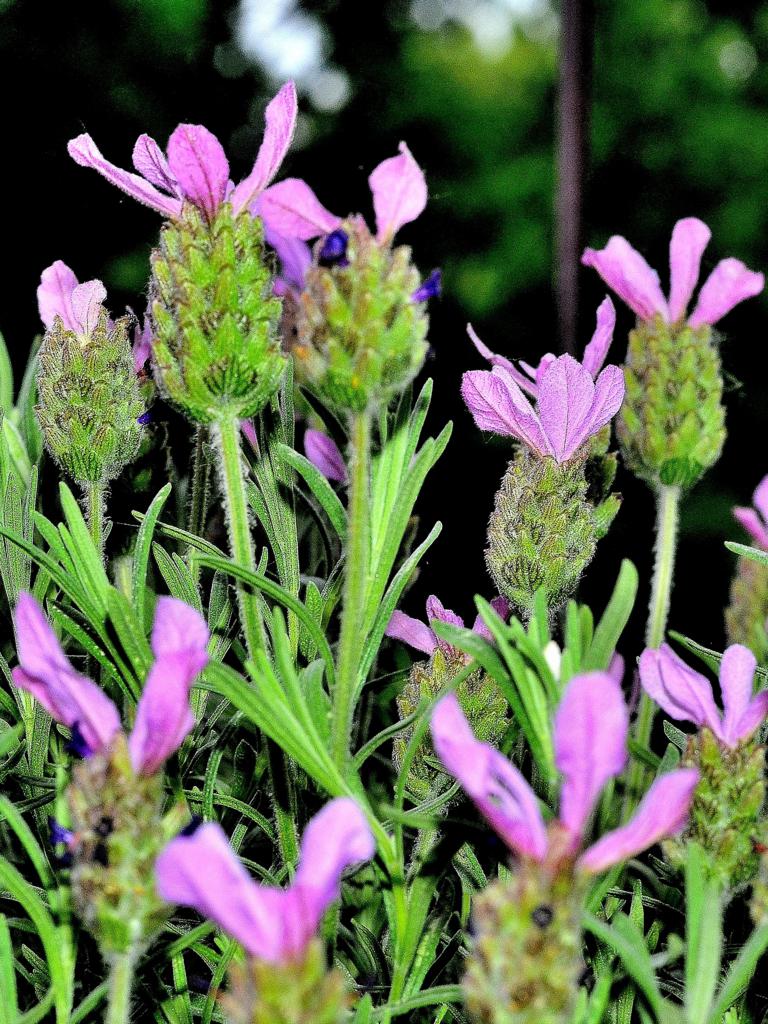Lavendel II