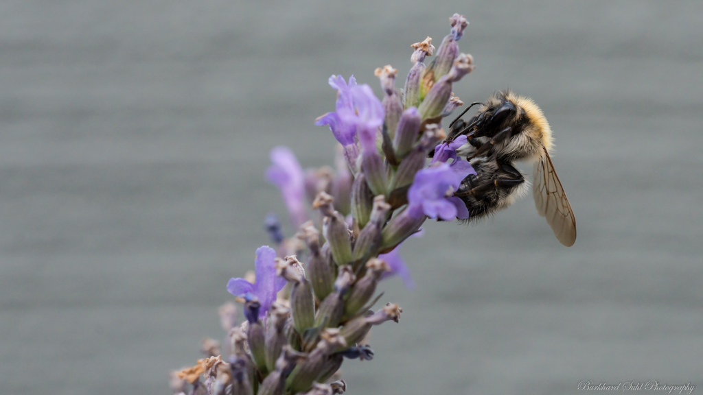 Lavendel   KO2 3884 V2