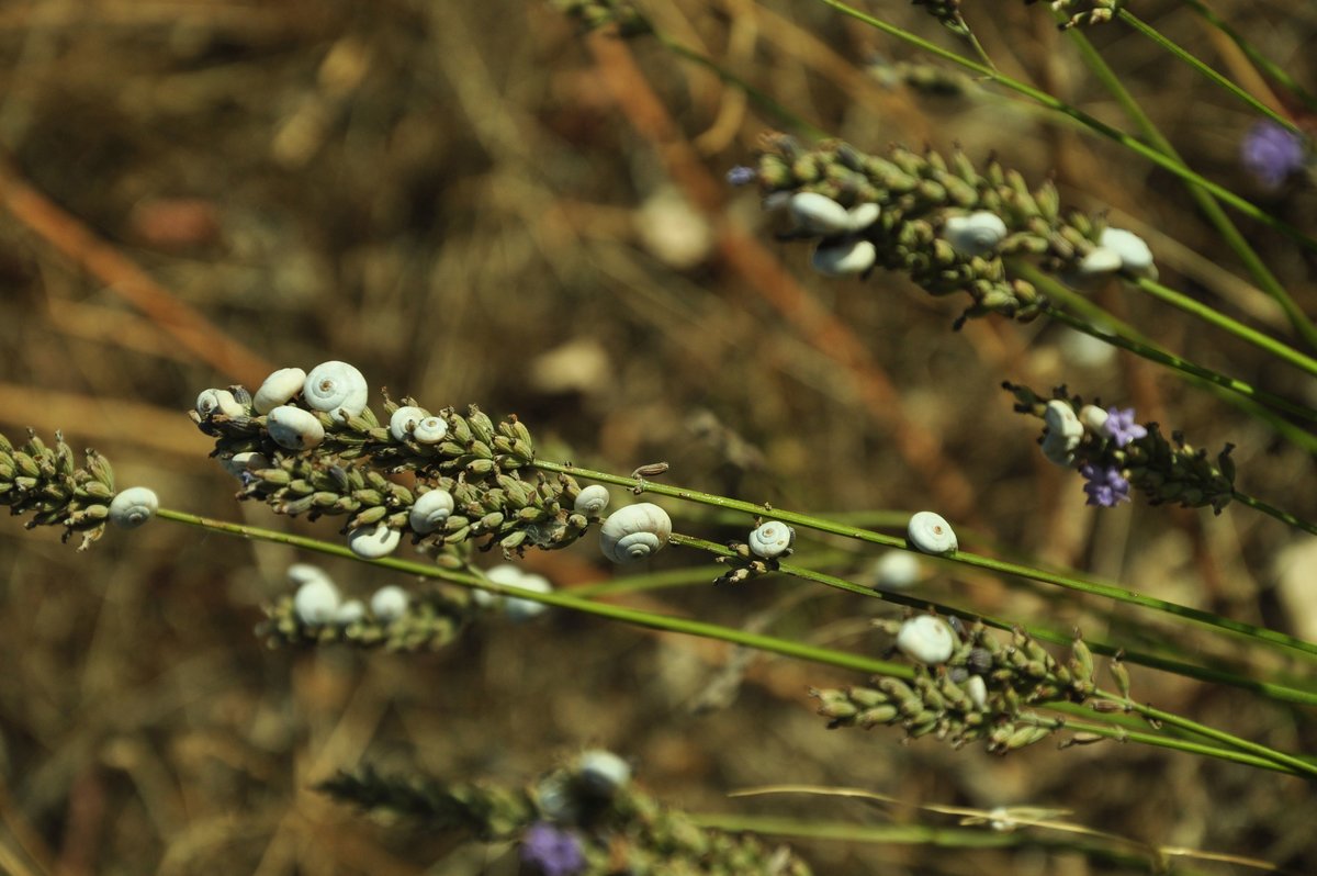Lavendel mal anders