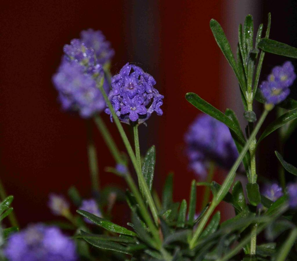 Lavendel