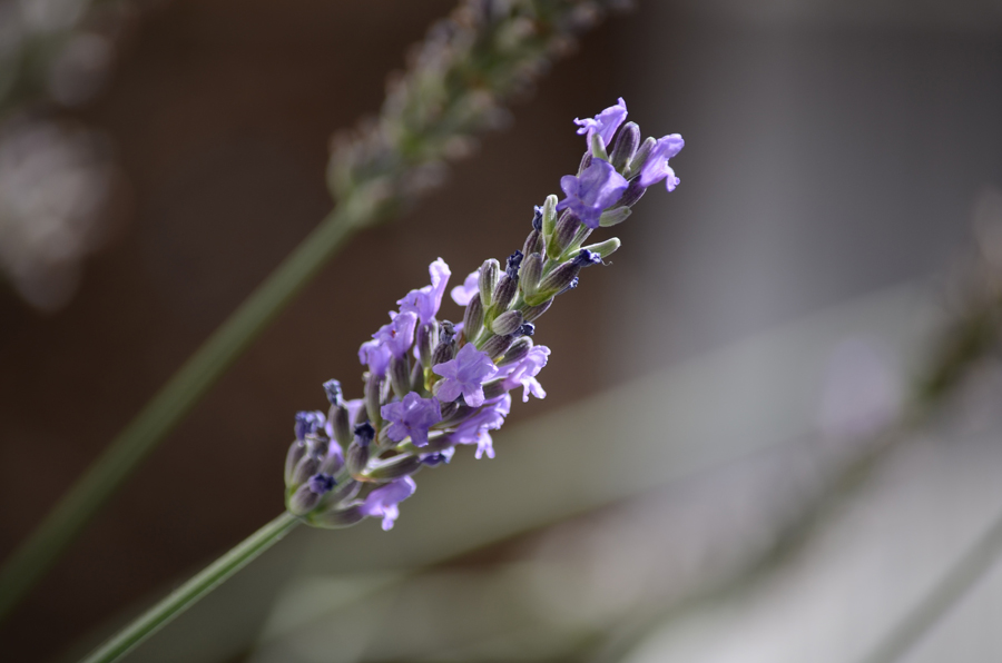 Lavendel