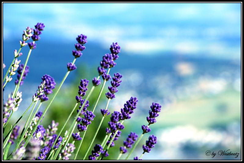 Lavendel