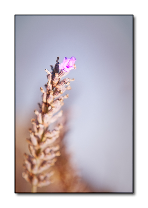 Lavendel1