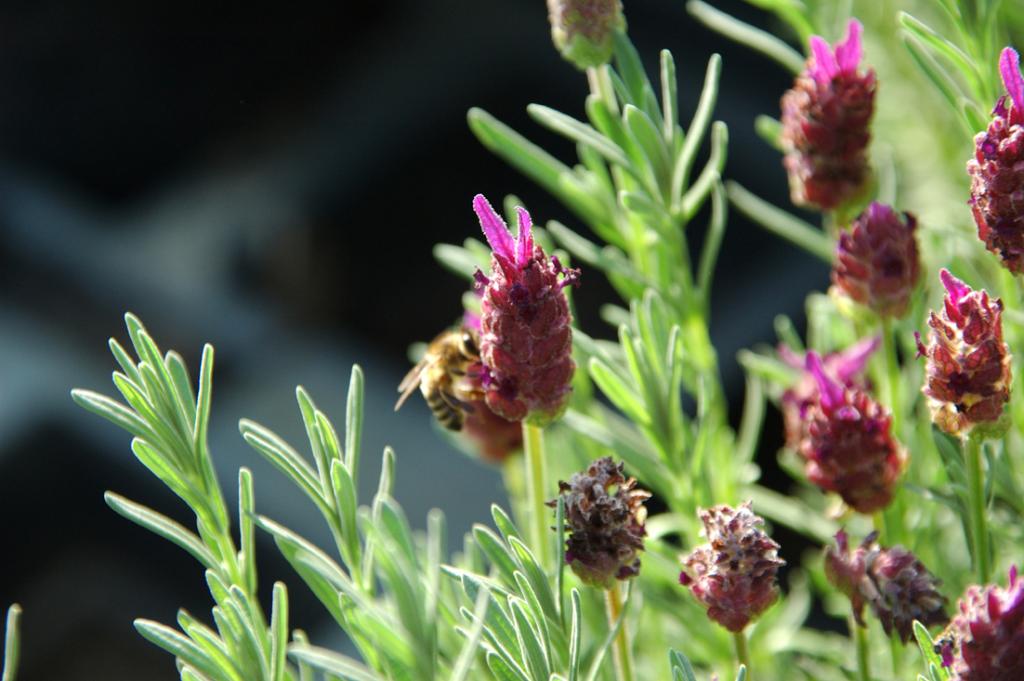 lavendula stochas