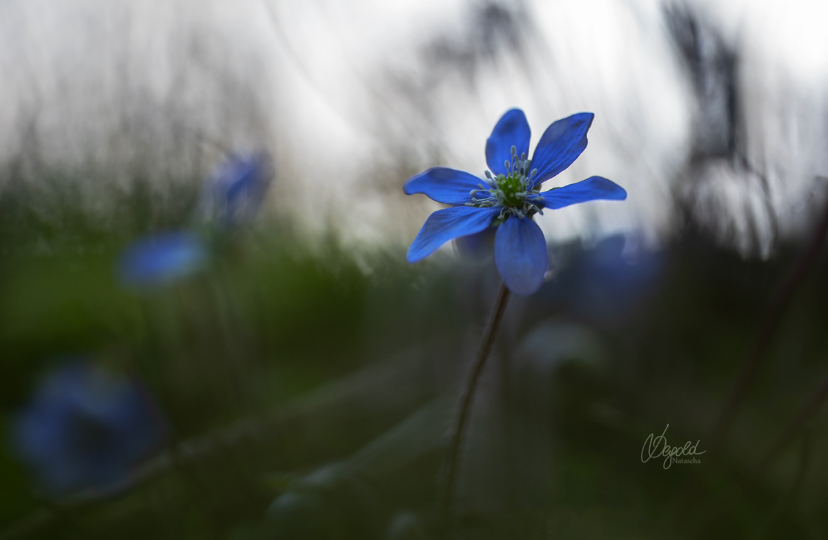 Leberblümchen, Hepatica nobilis