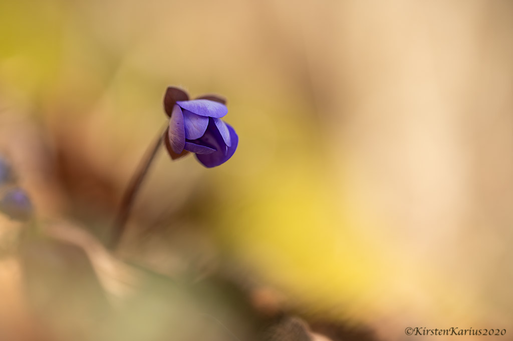 Leberblümchen (hepatica nobilis)