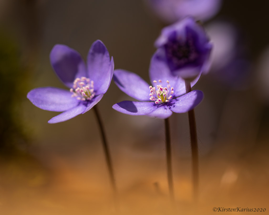 Leberblümchen (hepatica nobilis)