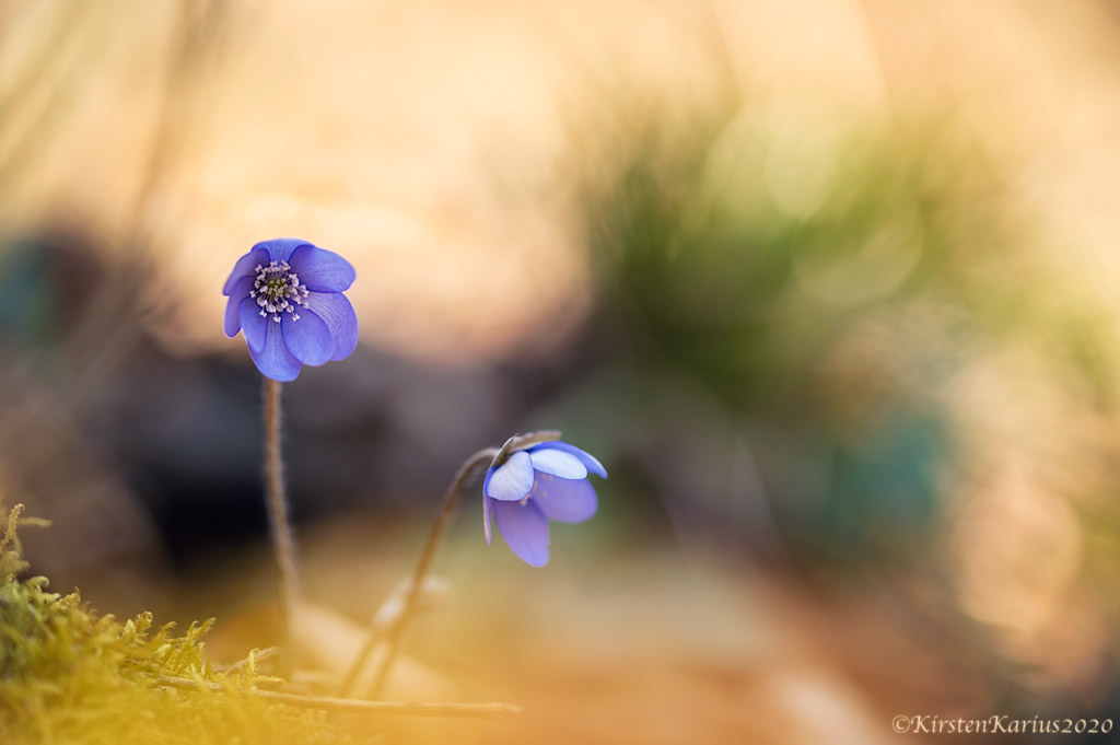 Leberblümchen (hepatica nobilis)